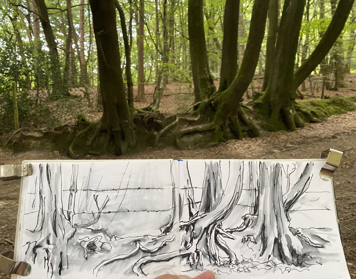 Day 27 of #drawingaugust and more beech trees at the side of an ancient track on Pitch Hill. I would have loved to spend longer on this but I had the dog with me. #beechtrees #tangled #drawing #sketchbook