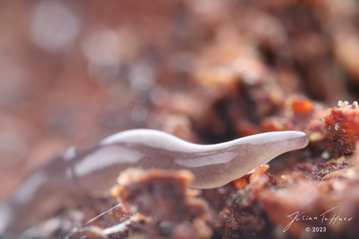 🚨#JobAlert 
We are looking for a #PhDstudent for a new project focusing on the effects of #agroforestry on #invertebrate #biodiversity. 
If you enjoy working on #soil invertebrate communities, apply by 10.09. 👉sgn.one/hyh  #SoilBiodiversity