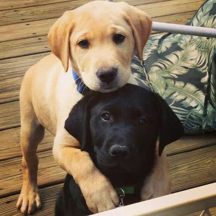 labrador_worlds's tweet photo. Best Friend. https://t.co/YbHoqXbAg4