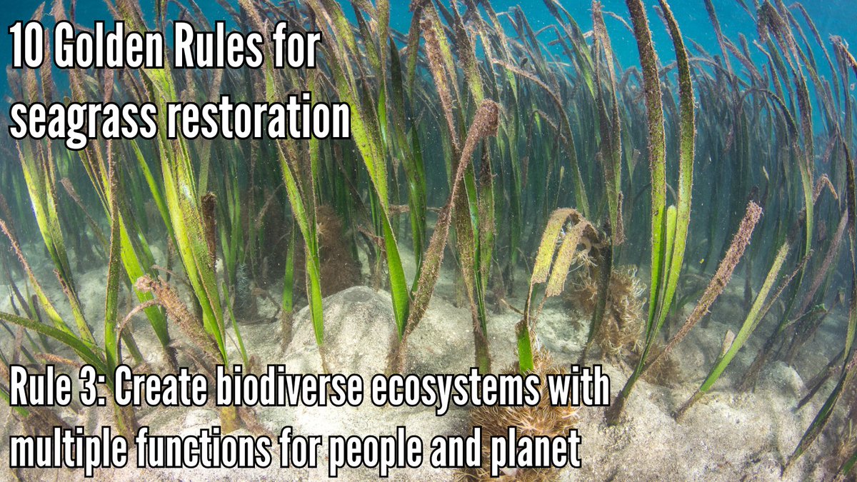 Project Seagrass (@projectseagrass) on Twitter photo Read about the need for #seagrass #restoration to create biodiverse ecosystems with multiple functions for people and planet in a new article from Project Seagrass and <a href="/SwanseaUni/">Swansea University</a> in <a href="/plantspplplanet/">Plants People Planet 🌱👥🌐</a> 👉
ow.ly/U0Qp50SYjqa
📸 Matt Curnock | Ocean Image Bank Read about the need for #seagrass #restoration to create biodiverse ecosystems with multiple functions for people and planet in a new article from Project Seagrass and <a href="/SwanseaUni/">Swansea University</a> in <a href="/plantspplplanet/">Plants People Planet 🌱👥🌐</a> 👉
ow.ly/U0Qp50SYjqa
📸 Matt Curnock | Ocean Image Bank