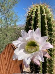 WadeJo8's tweet photo. #CactusTuesday https://t.co/lq2yvCfese