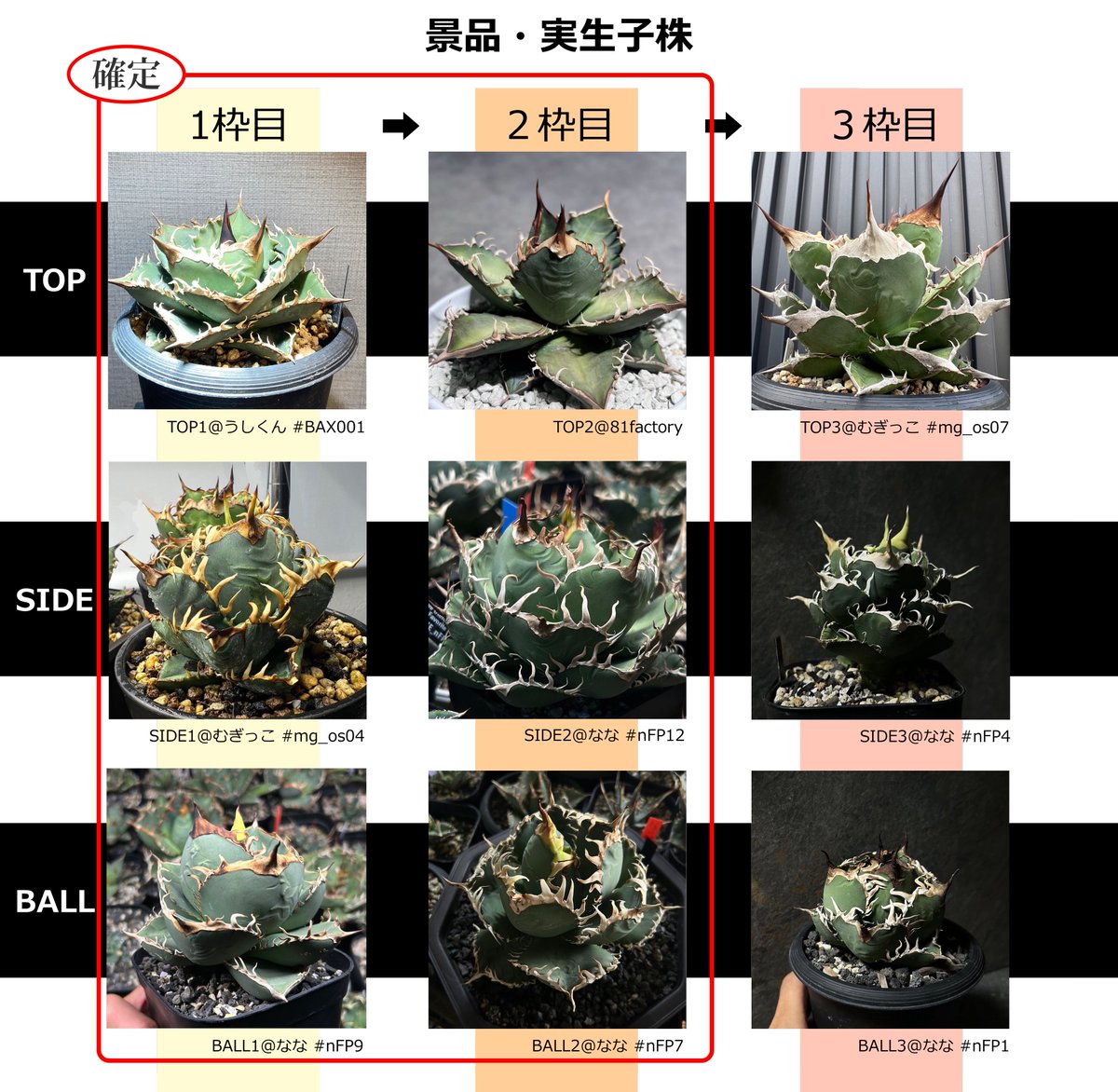 🌱告知です🌱

8月30日、21時より
イベント2枠目をスタートします

#オテロイ実生育成イベント 
よろしくお願いします