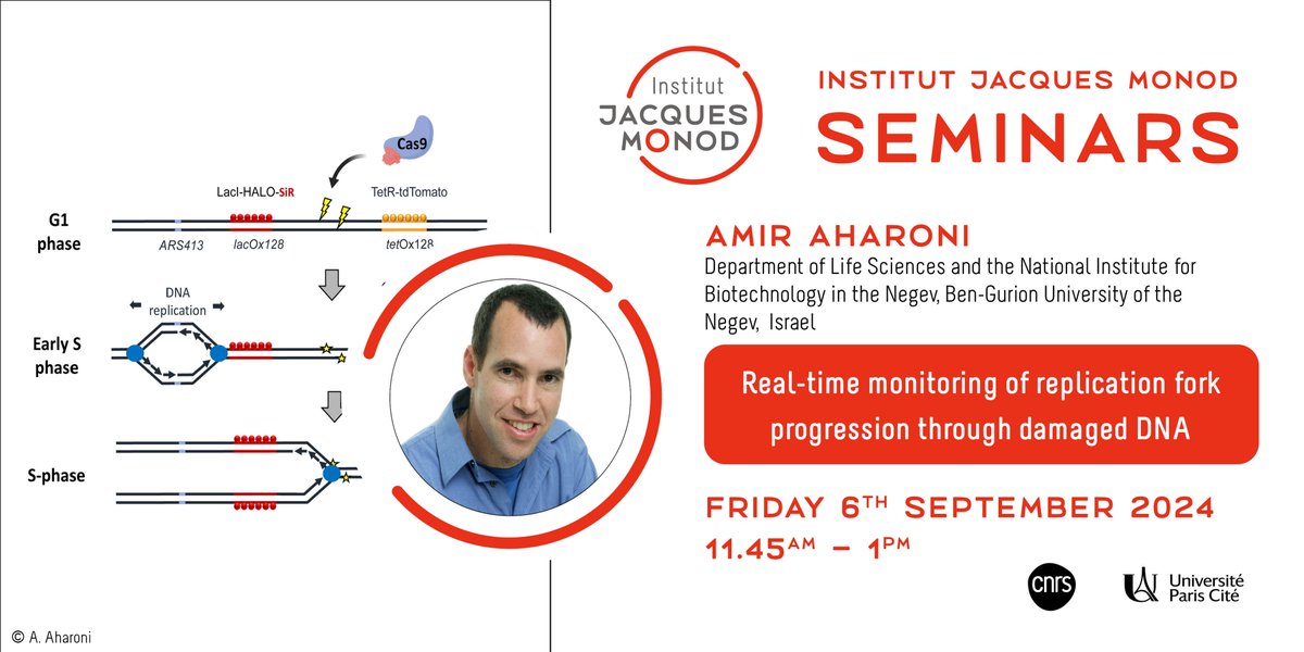 Institut Jacques Monod (@ijmonod) on Twitter photo #SaveTheDate
🗓️6th September
📍Institut Jacques Monod
Invited by the @PalancadeLab, Amir Aharoni (<a href="/TheNIBN/">The National Institute for Biotechnology in Negev</a>), will give an Institut Jacques Monod Seminar on the theme "Real-time monitoring of replication fork progression through damaged DNA"
➡️urlz.fr/rTul #SaveTheDate
🗓️6th September
📍Institut Jacques Monod
Invited by the @PalancadeLab, Amir Aharoni (<a href="/TheNIBN/">The National Institute for Biotechnology in Negev</a>), will give an Institut Jacques Monod Seminar on the theme "Real-time monitoring of replication fork progression through damaged DNA"
➡️urlz.fr/rTul