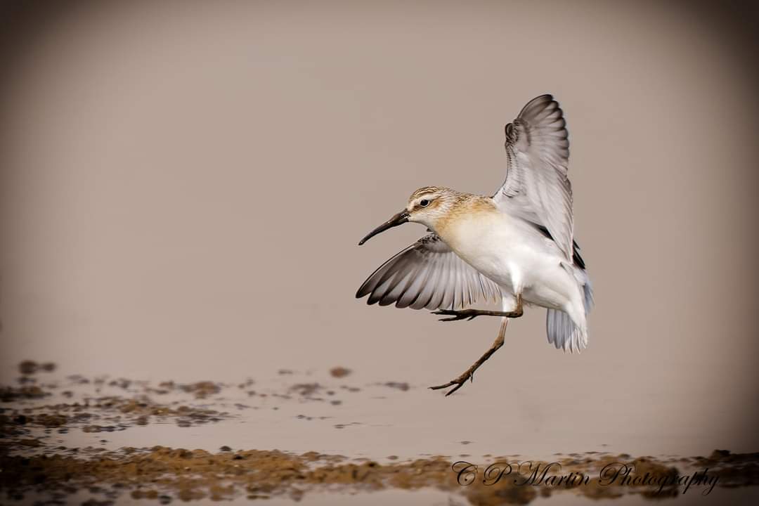 chris martin (@chris5394) on Twitter photo Curlew Sandpiper {calidris ferruginea} taken at RSPB Frampton Marsh
<a href="/RSPBFrampton/">RSPB Frampton Marsh π</a> <a href="/SLArchive/">South Lincs Archive</a> <a href="/WildlifeMag/">BBC Wildlife</a> <a href="/BirdGuides/">BirdGuides</a> <a href="/WildArtPOTY/">WildArt Photographer of the Year</a> <a href="/Natures_Voice/">RSPB</a> Curlew Sandpiper {calidris ferruginea} taken at RSPB Frampton Marsh
<a href="/RSPBFrampton/">RSPB Frampton Marsh π</a> <a href="/SLArchive/">South Lincs Archive</a> <a href="/WildlifeMag/">BBC Wildlife</a> <a href="/BirdGuides/">BirdGuides</a> <a href="/WildArtPOTY/">WildArt Photographer of the Year</a> <a href="/Natures_Voice/">RSPB</a>