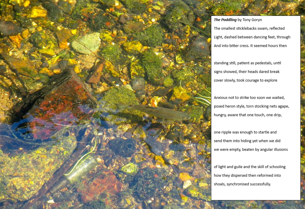 MPforNature's tweet photo. *Chalk Stream Poet Laureate longlist chosen*. Awards ceremony will be 29th October. Here is one of the longlisted poems. @lindanewbery @wodworm @RiverActionUK @RobGMacfarlane @AquiferChalk @VerValleySoc @GaywoodRiver @Chilternstreams @RiverChess https://t.co/ppwJX2PO78
