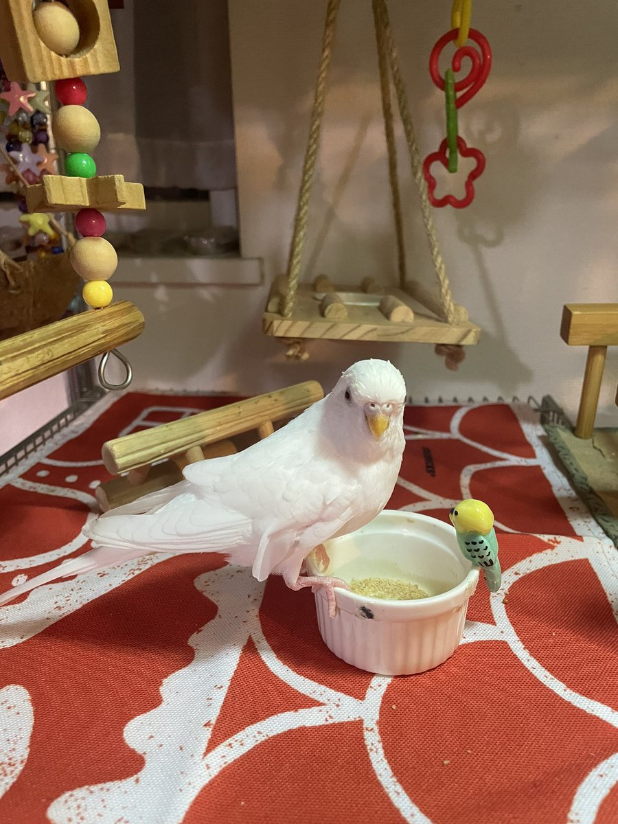 midoriguchi's tweet photo. チョコちゃん https://t.co/jjsUpEoDzU