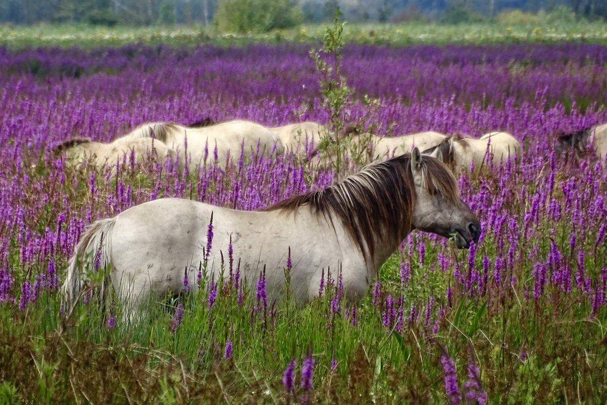 FREE Nature tweet media