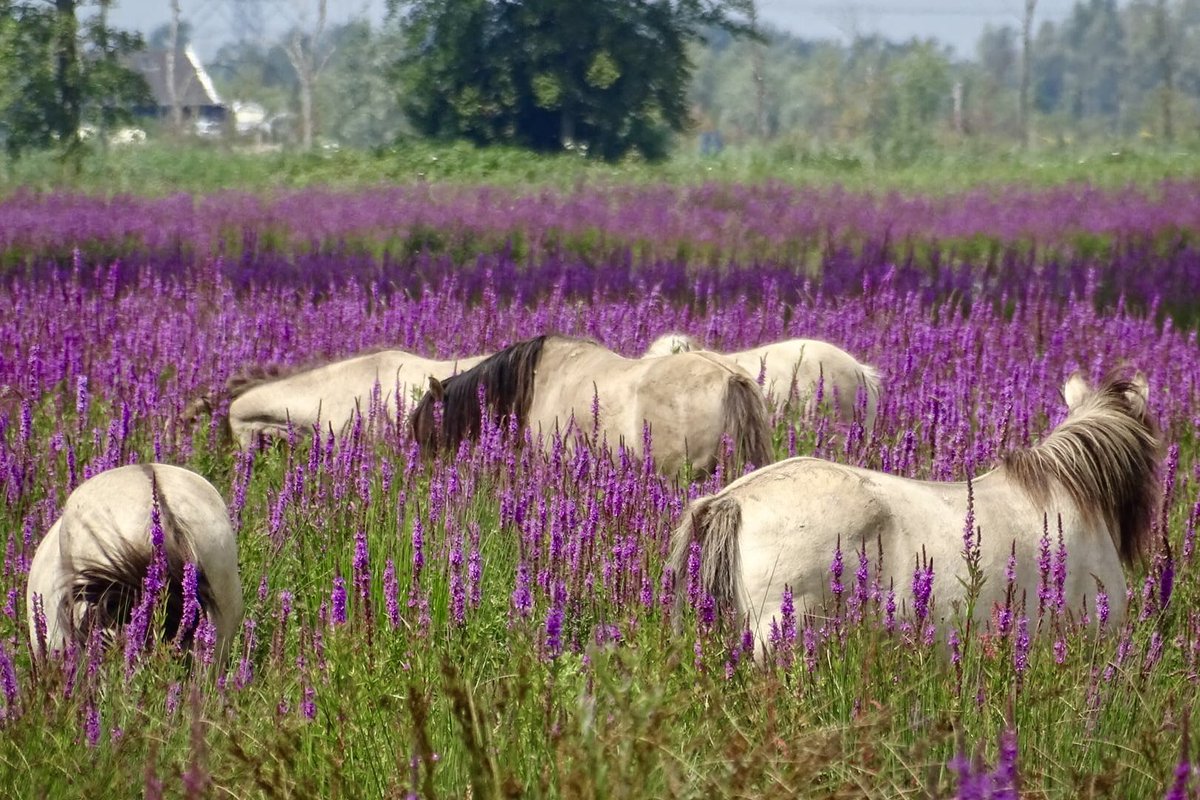 Een ansichtkaartje uit de Noordwaard: grazende koniks tussen de bloeiende kattenstaarten. Wat een mooi gezicht! 🐴🪻