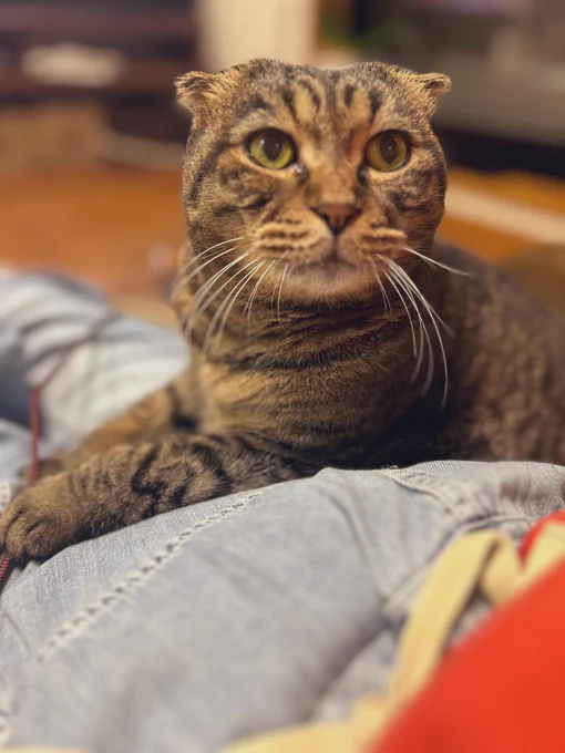猫がいる事で自己肯定感が上がって生きていられる気がする 猫だけが俺を愛してくれた…