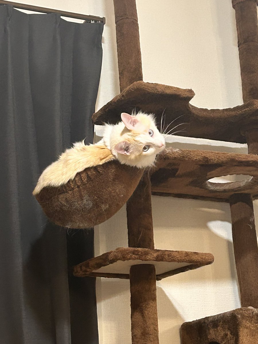 namaewareodesu's tweet photo. 人目を気にしてますw

 #保護猫 #11ヶ月7日目 https://t.co/oNAES6kviD