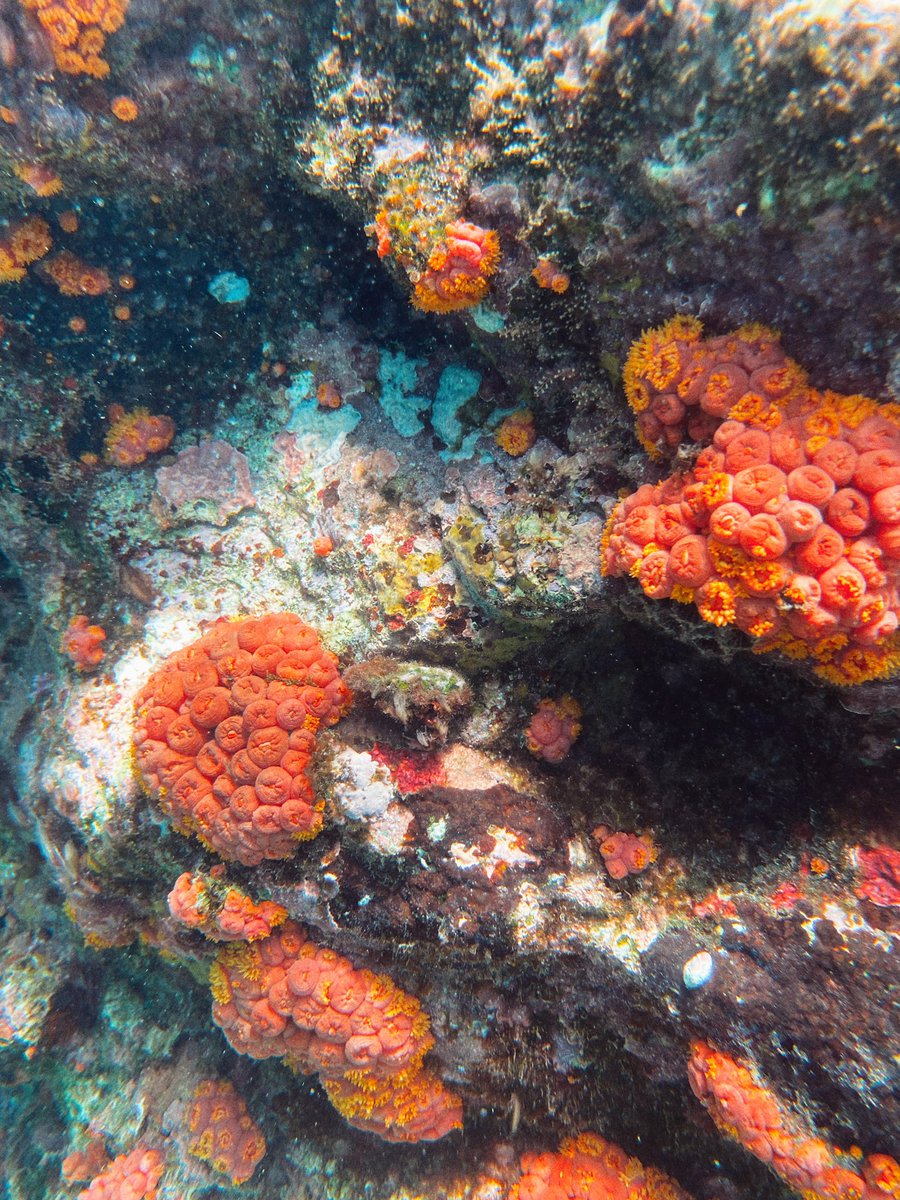 ethereallbre's tweet photo. Underwater Portraits 🪸 https://t.co/ioS53C5VsP
