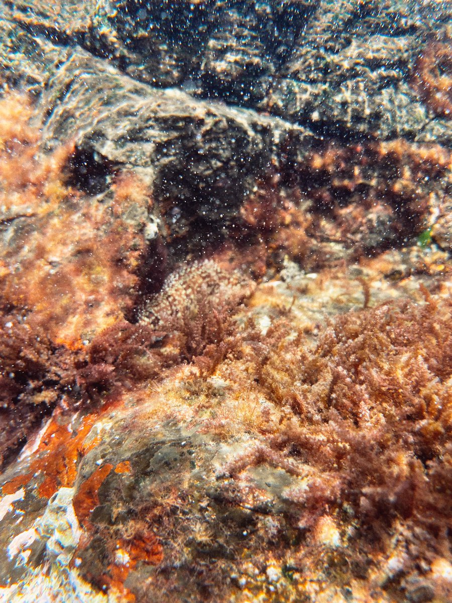 ethereallbre's tweet photo. Underwater Portraits 🪸 https://t.co/ioS53C5VsP