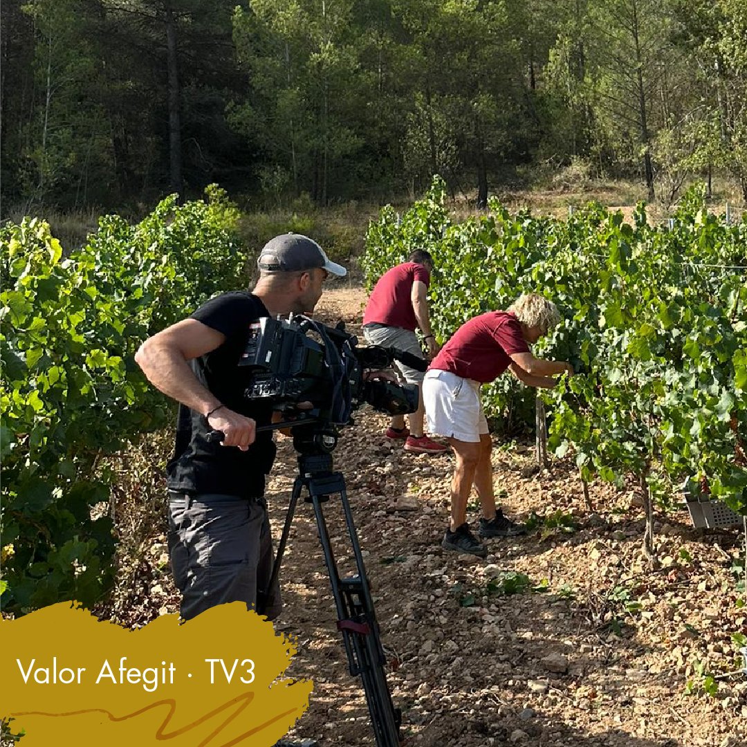 DO Catalunya tweet media