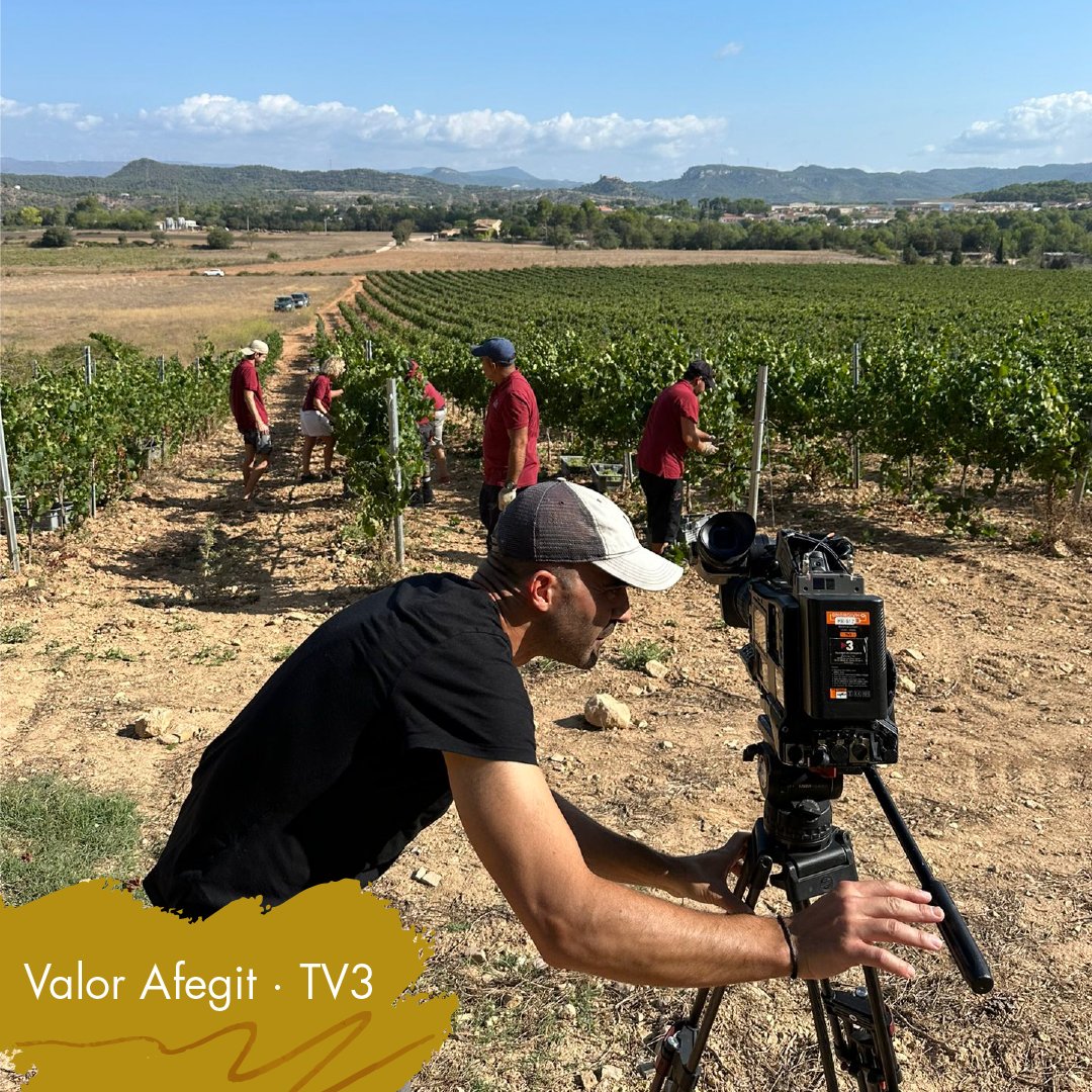 DO Catalunya tweet media