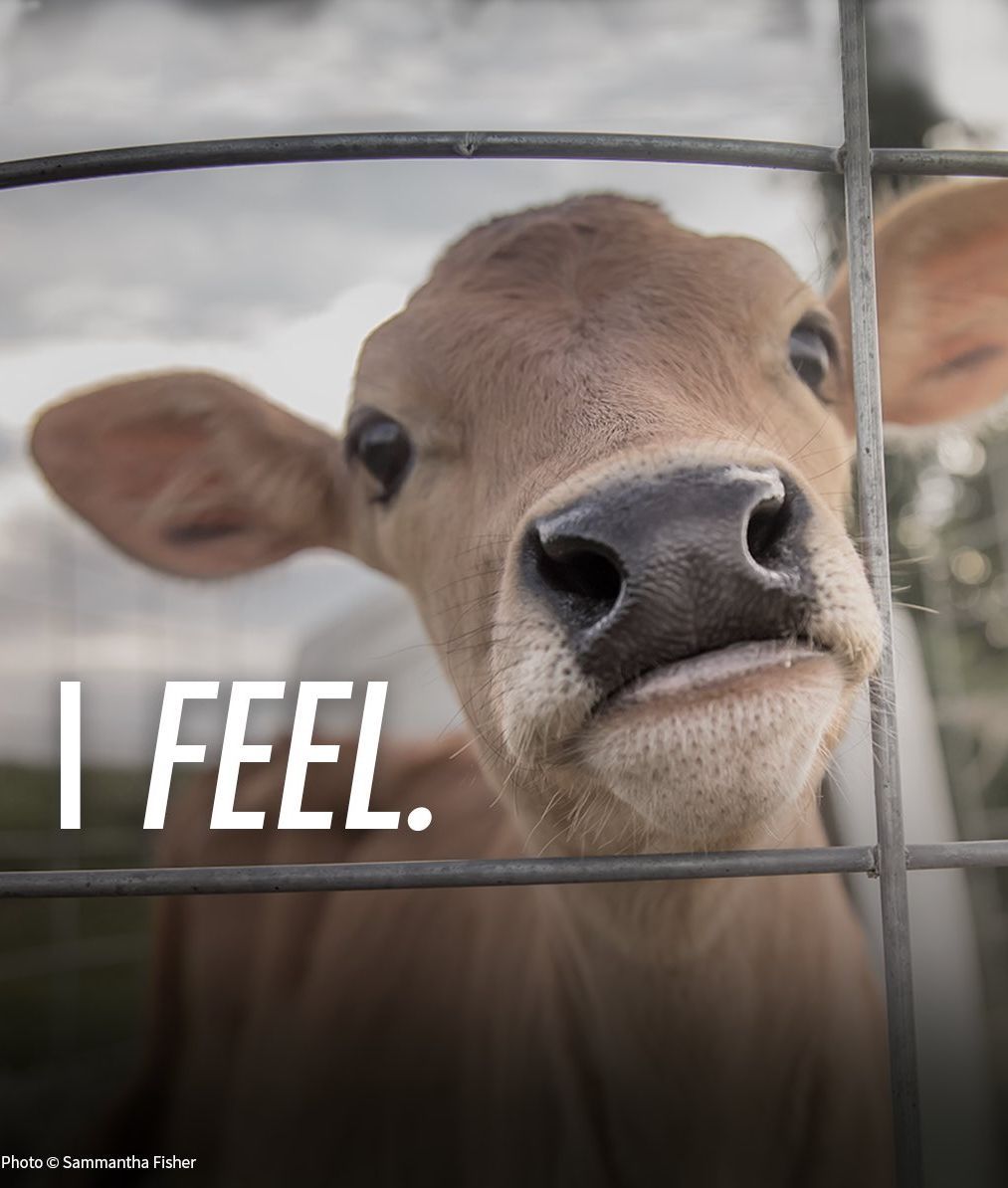 JohnOberg's tweet photo. Not everything in this world is within our control. Our treatment of animals, however, is one place where EACH of us can make a difference. 🧡 #loveALLanimals https://t.co/HKU8FBzZeX