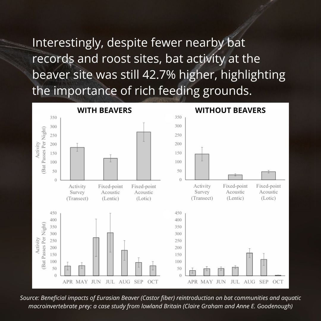 New research from @uogbioscience found a 205% increase in the richness of larvae/nymphs of emergent species, an 817% boost in their abundance &amp; 42% rise in bat activity at beaver sites compared to the control.

Dive into the research 👇
eprints.glos.ac.uk/14265/1/14265%…
<a href="/Dockling83/">Prof Anne Goodenough</a> <a href="/_BCT_/">Bat Conservation Trust</a>