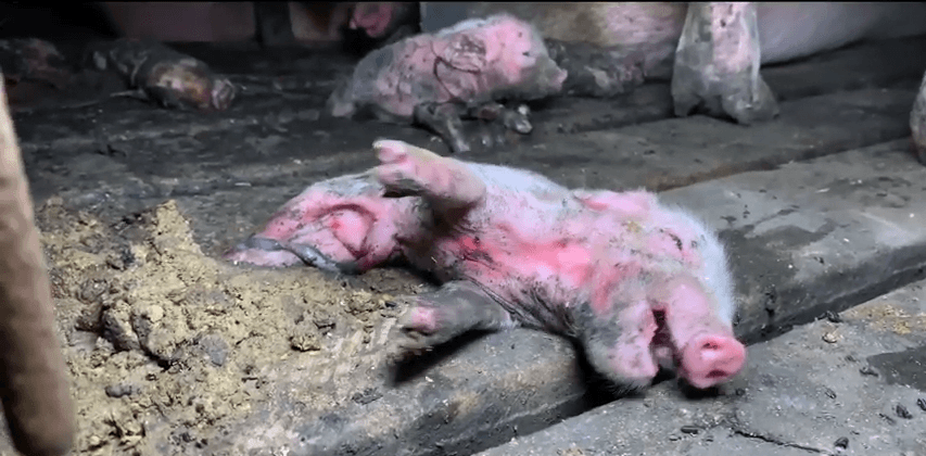 Paul_Vegano's tweet photo. Those who are born weak and sick at farms are dumped in the garbage without an ounce of compassion. Dumped as if they are not individuals but objects.

Stop Supporting Animal Cruelty
GoVegan🌱🌎

#AnimalRights #GoVegan #EndSpeciesism #Vegan #RosesLaw https://t.co/Mt5vTeEJfy