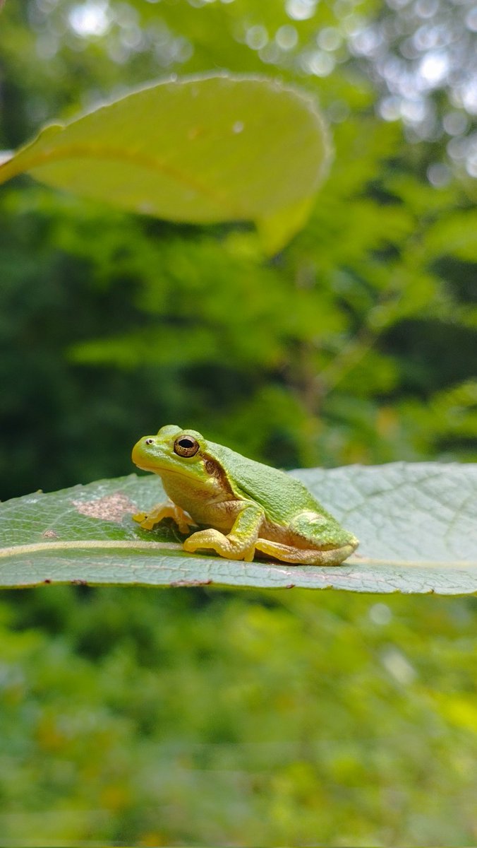 eva_gril's tweet image. Here is my @jsps_sns poster for the summer fellowship, in case you would like to know more (@ForMicroclimate
also featured)...
And a cute Japanese tree frog - Hyla japonica 💚