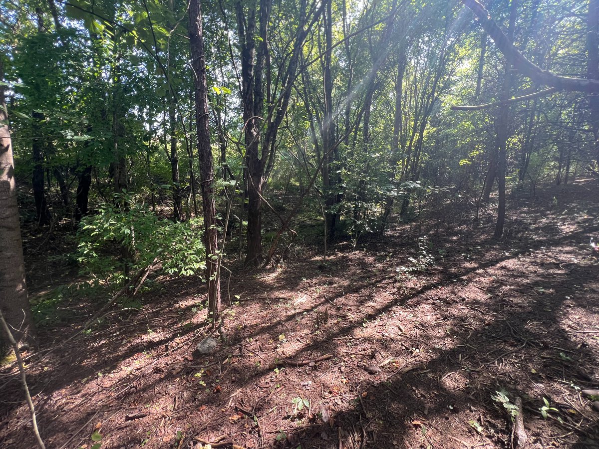 RootEdNC's tweet image. Fletcher Elementary has a great spot for a learning trail and a classroom by this clear creek, and their 5th graders are the perfect team for making this a reality. Stay tuned! 👀