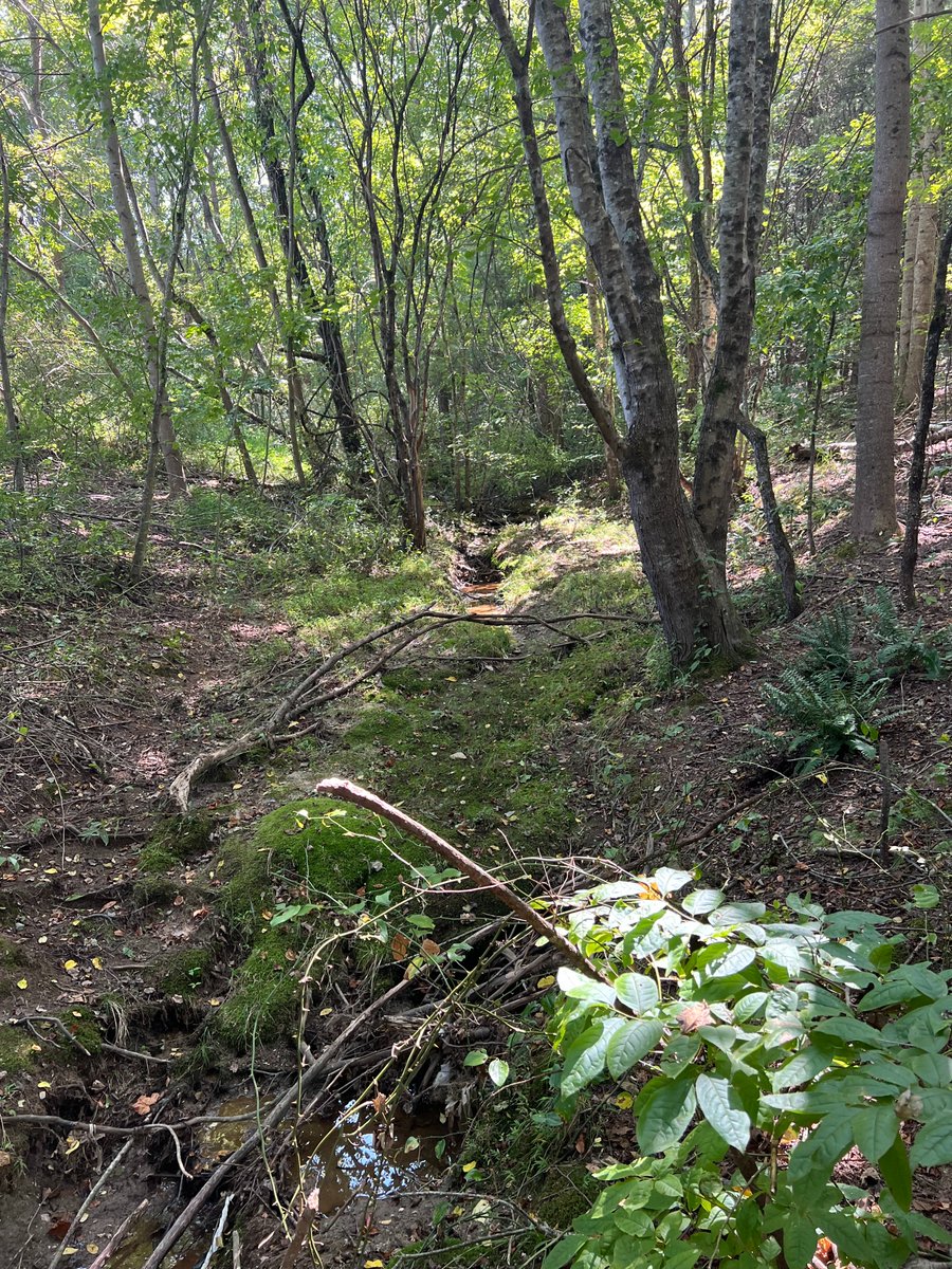 RootEdNC's tweet image. Fletcher Elementary has a great spot for a learning trail and a classroom by this clear creek, and their 5th graders are the perfect team for making this a reality. Stay tuned! 👀