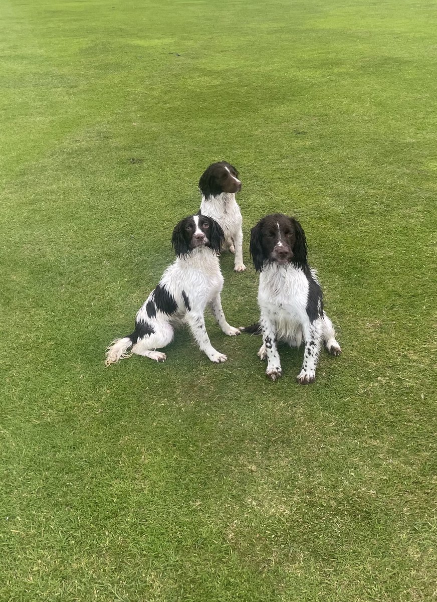 Prograss1's tweet image. Happy international Dogs day.