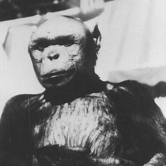 ครั้งหนึ่งเคยมีนักวิทยาศาสตร์อัจฉริยะของรัสเซีย คิดสร้างมนุษย์ข้ามสายพันธุ์ที่แข็งแกร่งยิ่งกว่าคนทั่วไป ด้วยการให้ผู้หญิง 5 คนมาเป็นหนูทดลอง แล้วจัดการฉีดน้ำเชื้อลิงชิมแปนซีผสมอสุจิมนุษย์เข้าไปในมดลูก เพื่อให้พวกเธอท้องลูกครึ่งคนครึ่งลิงชิมแปนซี (มีต่อ)