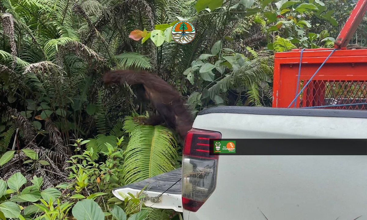 orangutan_COP's tweet photo. Urai, begitulah orangutan ini dinamai untuk memudahkan data yang ada. Habitatnya yang terhimpit ladang, kebun karet, perkebunan kelapa sawit, dan pemukiman memaksa #apecrusader translokasi dia. Semoga hutan ini menjadi rumahmu😌 https://t.co/wXPRV9wLjf