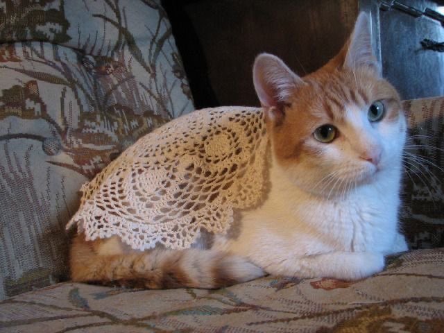 Etnaetoya's tweet photo. Бабушкина радость 😽 https://t.co/ofdIgDqqvl