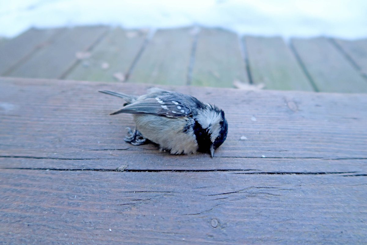 Ikkunatörmäykset ovat merkittävä lintujen kuolinsyy Suomessa. Lintuja törmää ikkunoihin erityisesti muuttoaikoina. Ikkunatörmäyksiä on mahdollista ehkäistä monin keinoin. Lue lisää: birdlife.fi/suojelu/vaikut…
📷(#kuusitiainen): Teemu Lehtiniemi
#linnut #luontokato
