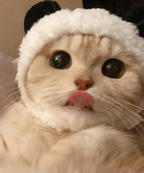 aubmeeee's tweet photo. เป๊ะ 🐱 https://t.co/6c4rtFLQ9f