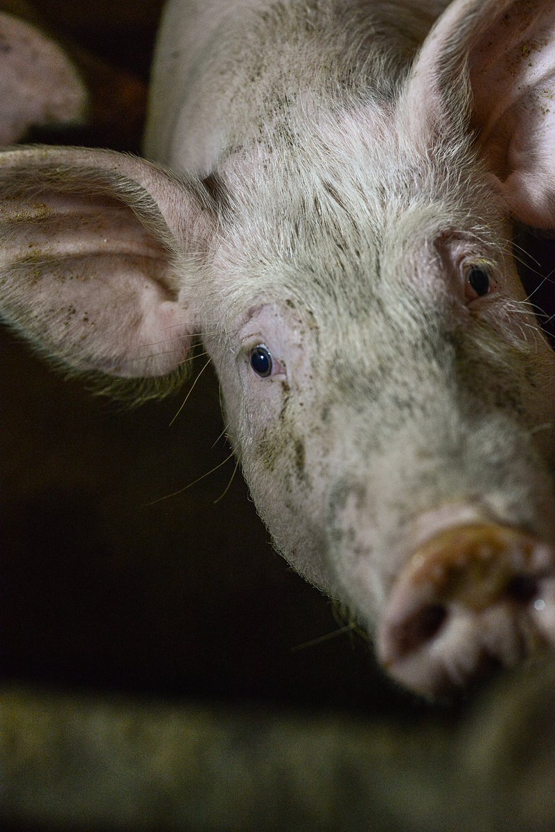 joswabe's tweet photo. In my latest OpEd, I ask whether Denmark’s recently approved €20 million State Aid scheme to improve #pig welfare &amp; eliminate #taildocking will serve to inspire other Member States to take similar action? 🐷#animalwelfare  https://t.co/WByajgLUTW https://t.co/DBJWBbL3S8