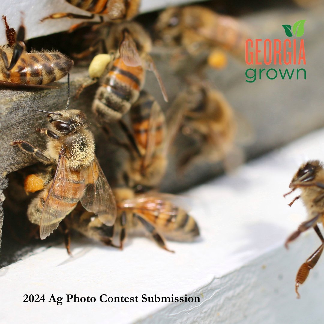 GeorgiaGrown's tweet image. #Apiaries in #Georgia play a key role in supporting our states #1 industry – #agriculture. Honey bees pollinate #crops and enhance yields. Supporting #bee populations is essential for maintaining productive #farms and healthy ecosystems. #GeorgiaGrown #GDA150