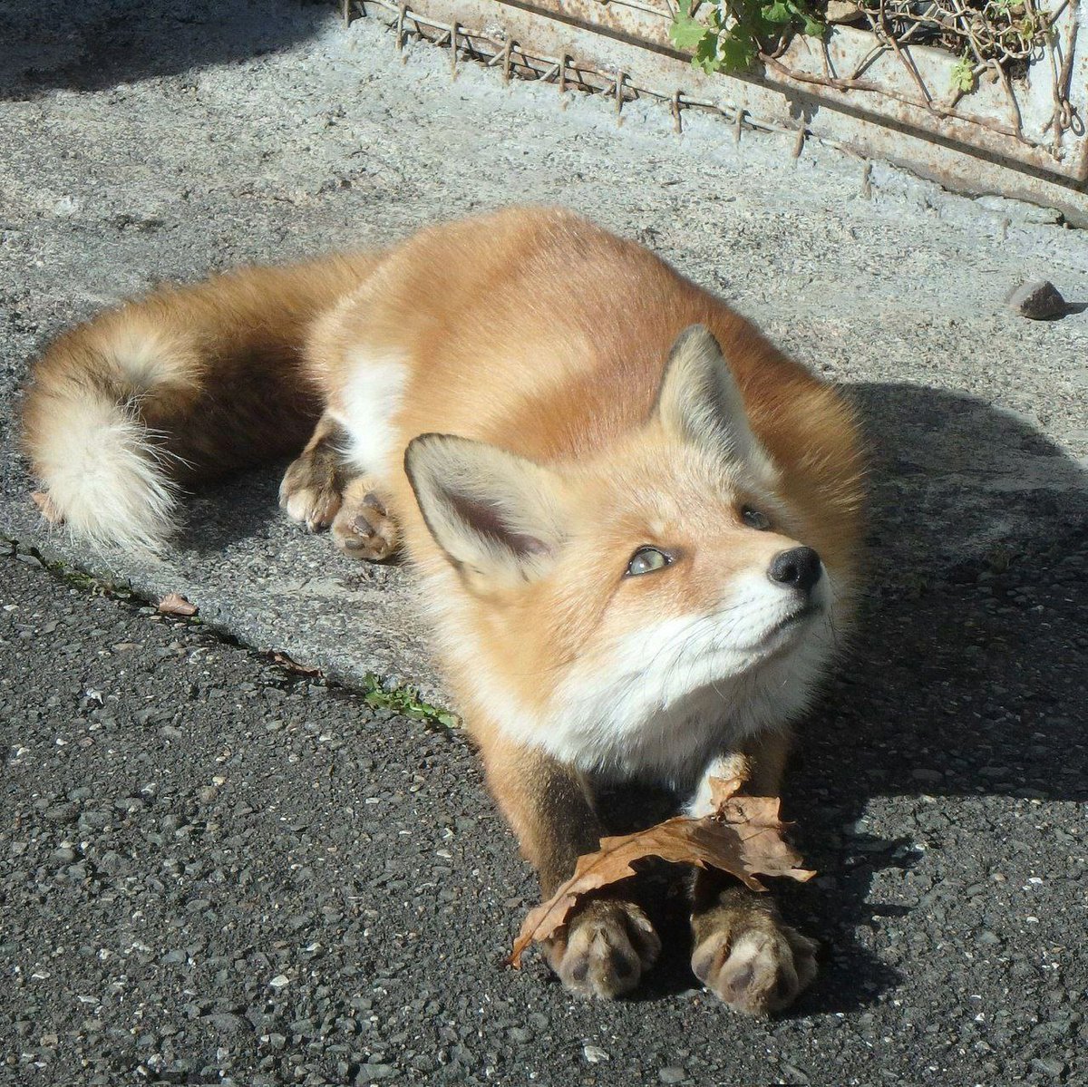 FopsHourly's tweet photo. Leaf on paw fashion https://t.co/APZg27dVDF