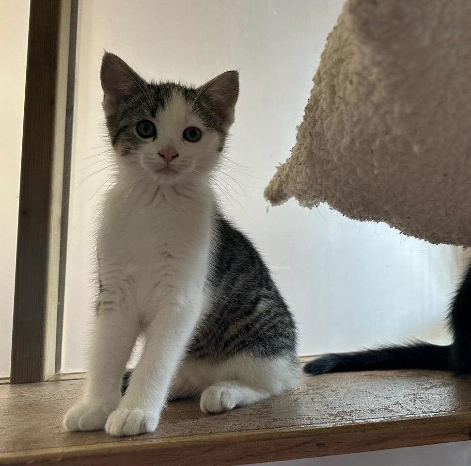 catsinoxford's tweet photo. 9 week old Blossom (tabby and white) is an adorable little girl who loves attention. She could be homed with mum Bramble (tabby), who is approx 11 months old and very loving and confident

More and enquire: https://t.co/l3Gf2hbalW

#KittensOfTwitter #CatsOfTwitter #AdoptDontShop https://t.co/sFi1n8UBzj