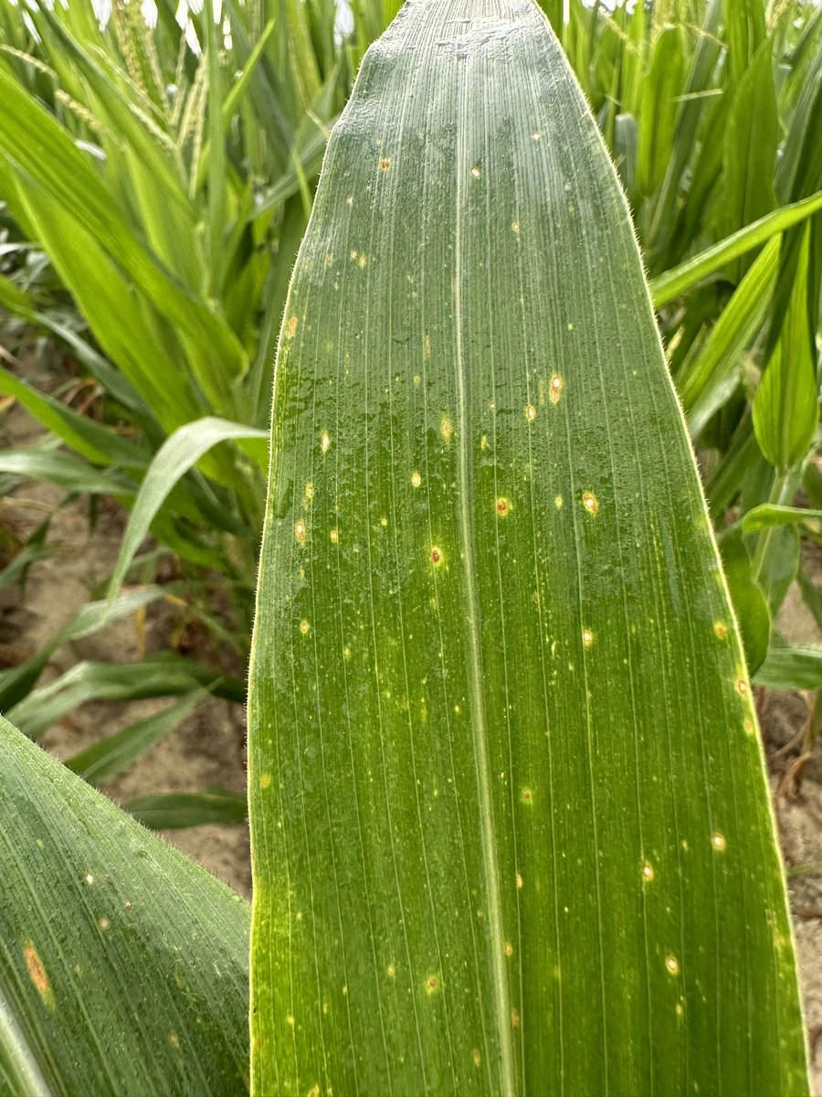 bobkemerait's tweet photo. Southern corn rust on late-planted corn in Mitchell Co. Georgia.  The economics for fungicides on late planted corn are not always easy to decipher, but left untreated, rust in this field will engulf the crop. UGA Extension https://t.co/eW1JgvYcxo