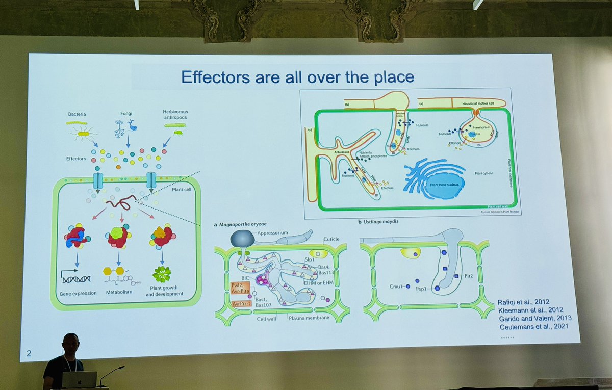 IRTG_PRoTECT's tweet photo. Another exciting talk as part of #IPIS2024 from @KaiHeimel discussing about fungal-plant communications at multiple levels https://t.co/PiNm69WbGv