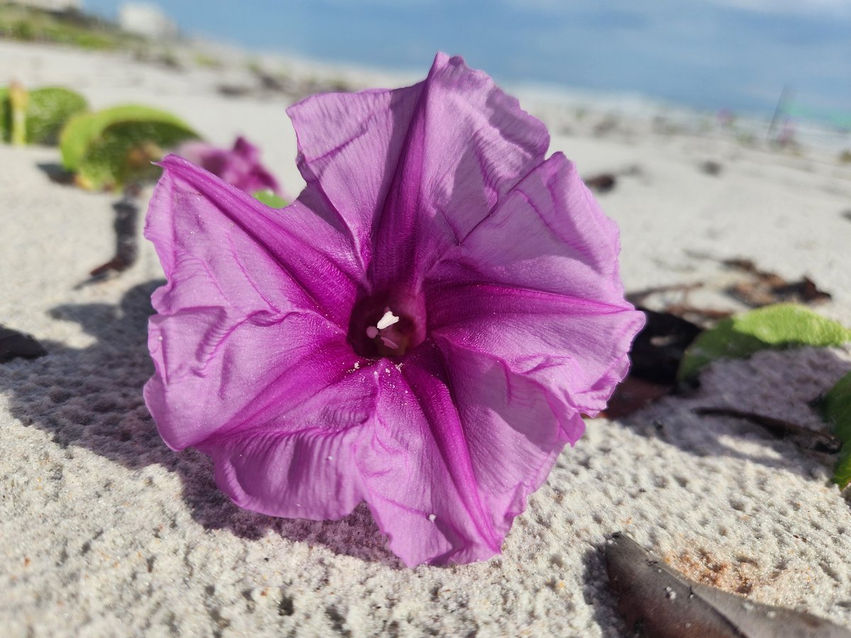 "Like wildflowers; You must allow yourself to grow in all the places people though you never would." E.V.