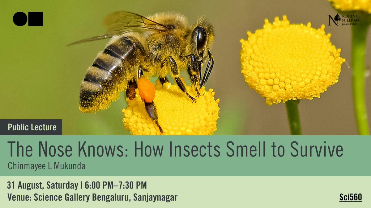 SciGalleryBlr's tweet photo. Lastly, don’t miss a public lecture by biologist Chinmayee L. Mukunda, discussing how insects rely on their sense of smell to thrive in diverse habitats. 

🗓 31 August, Sunday
📍Science Gallery Bengaluru
🎟 Free!

Register:
https://t.co/tVHOl5RHcV

(3/3) https://t.co/5c88fPwwtH