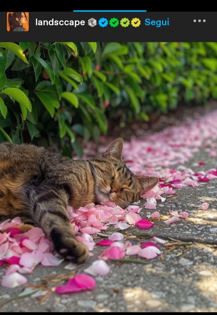 LambertiAnna2's tweet image. #catsoftumblr tenere immagini di gatti
su Tumblr