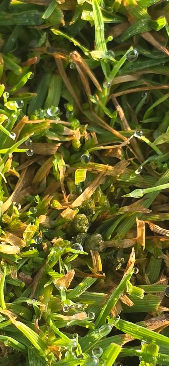 Seeing some cutworm activity on untreated CBG surfaces this week.  Pictured is a newly built 007XL green (seeded June 20).  Quick control can be found with 2.9ml/100m2 of Acelepryn, in 400-800L/ha carrier.  Let sit on leaf surface for ~24hr before mowing.  <a href="/SyngentaTurfCA/">SyngentaTurfCanada</a>