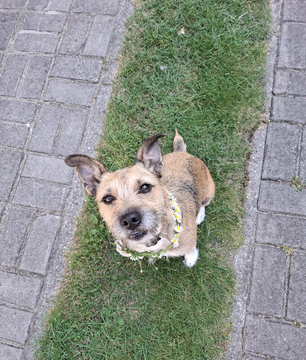 liitlewitch0's tweet image. Cute doggo 🌸🐶