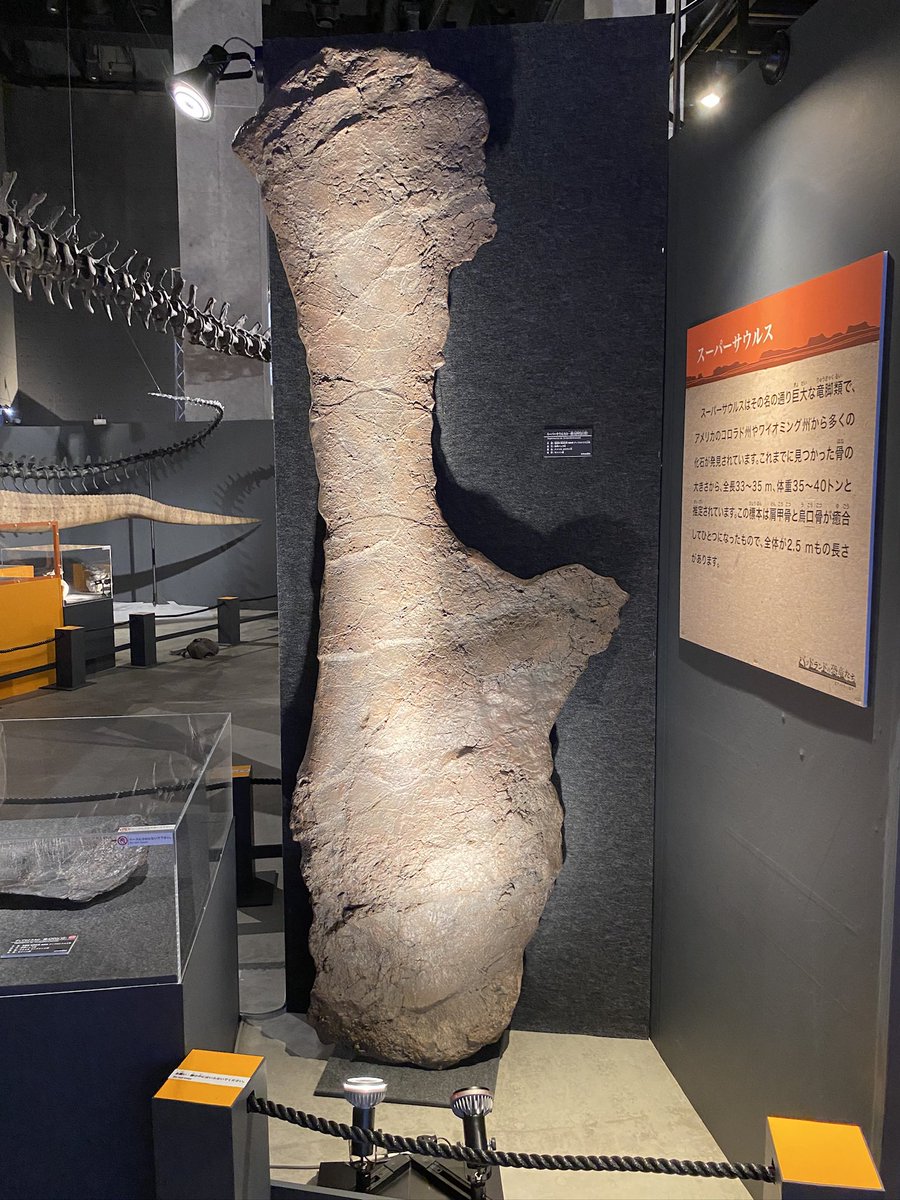 バッドランド展よりスーパーサウルスの肩の骨🦕 モリソン層という