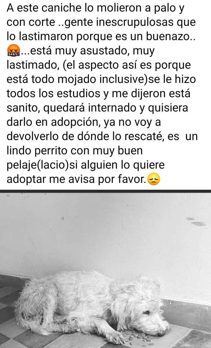 mae_chdl's tweet photo. X  fa gente d Luque si nos pueden ayudar a encontrar se escapó del refugio dnd lo tenían. Se ofrece💰si alguien lo tiene nos avisa le habilitamos vete p seguir tratamiento x el maltrato🙏🏻 @defensanimalpy @TelefuturoInfo @hector_rubin @IsabelMezquita4 @koalandeMichi @MarisLlorens https://t.co/St3fBbUl21