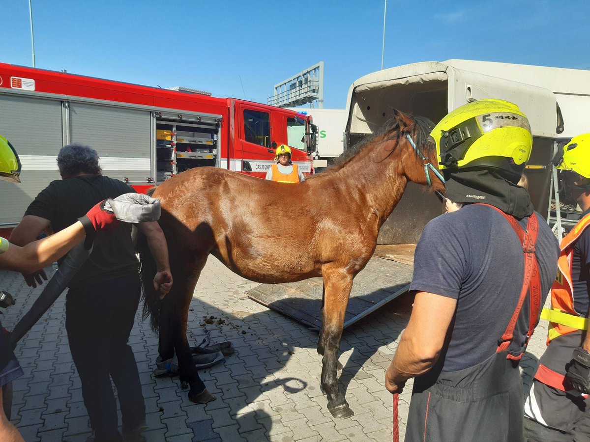 HasiciPraha's tweet photo. Na Jižní spojce jsme zasahovali s kolegy @Spravazeleznic u zvednutí mladého koně, který upadl v přívěsu a zůstal tam zaklíněn. Majitelce se podařilo koně uklidnit a my jsme ho dostali z přívěsu ven, kde se sám postavil. https://t.co/13hPIZuFI0