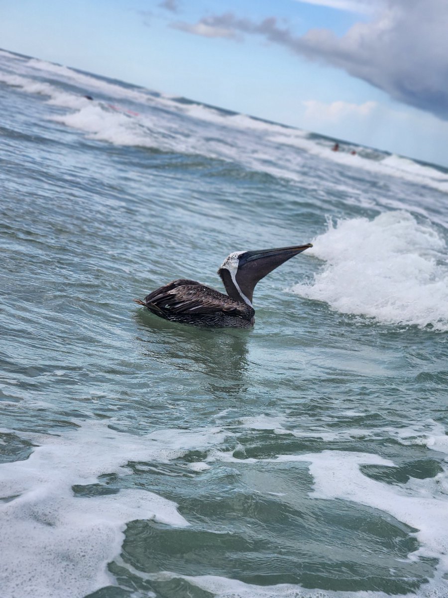 The pelican is believed by some to be symbolic of those who have the courage to live authentically as themselves.