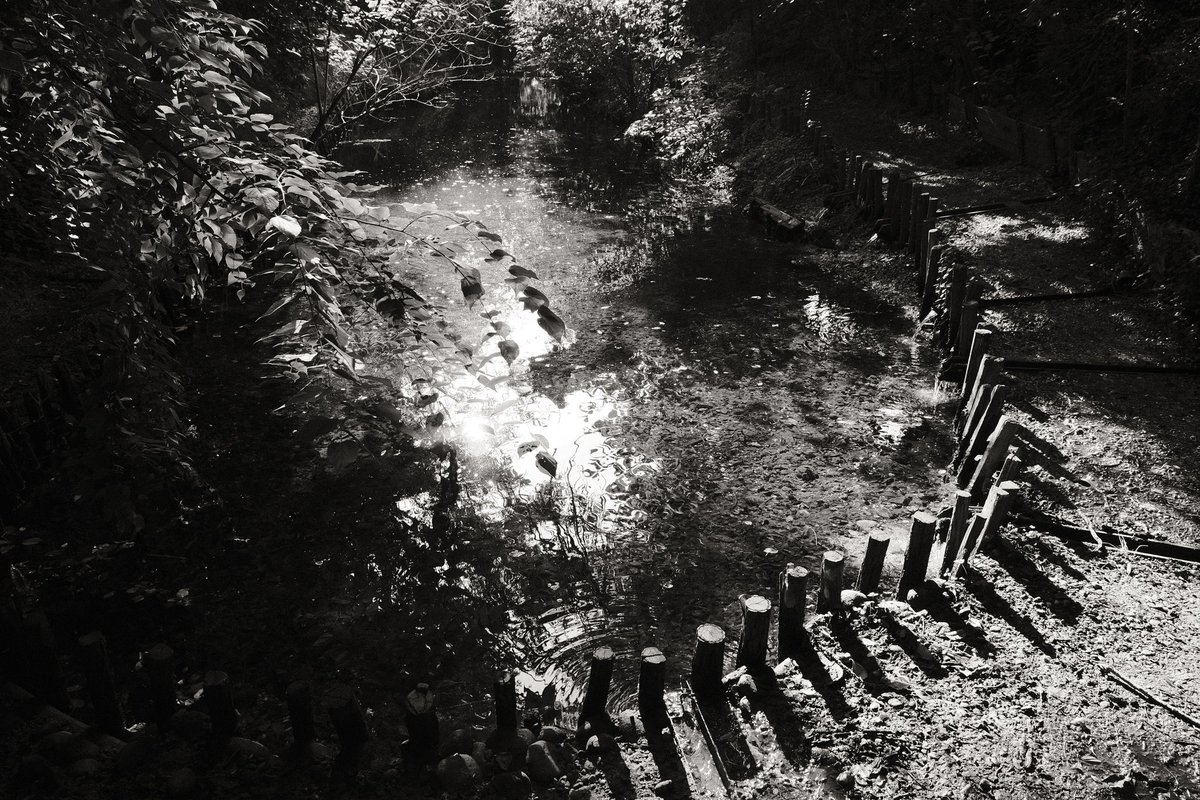 "Sunday"

Fujifilm x-T4, Tamron 17-70mm f2.8, "Kodak Tri-X 400" recipe
#blackandwhitephotography #fujifilm #nature