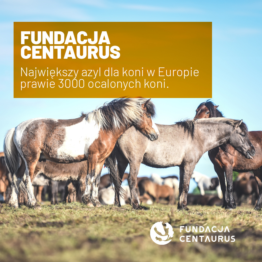 📢 Wyjątkowe Aukcje Charytatywne na Allegro! Pomóż Zwierzętom i Zdobądź Unikalne Dzieła Sztuki! 🐾

Kochani, zapraszamy Was do wzięcia udziału w niezwykłych aukcjach, które wspierają naszych czworonożnych przyjaciół! 🐴❤️ Dzięki Waszej pomocy możemy ratować zwierzęta, które