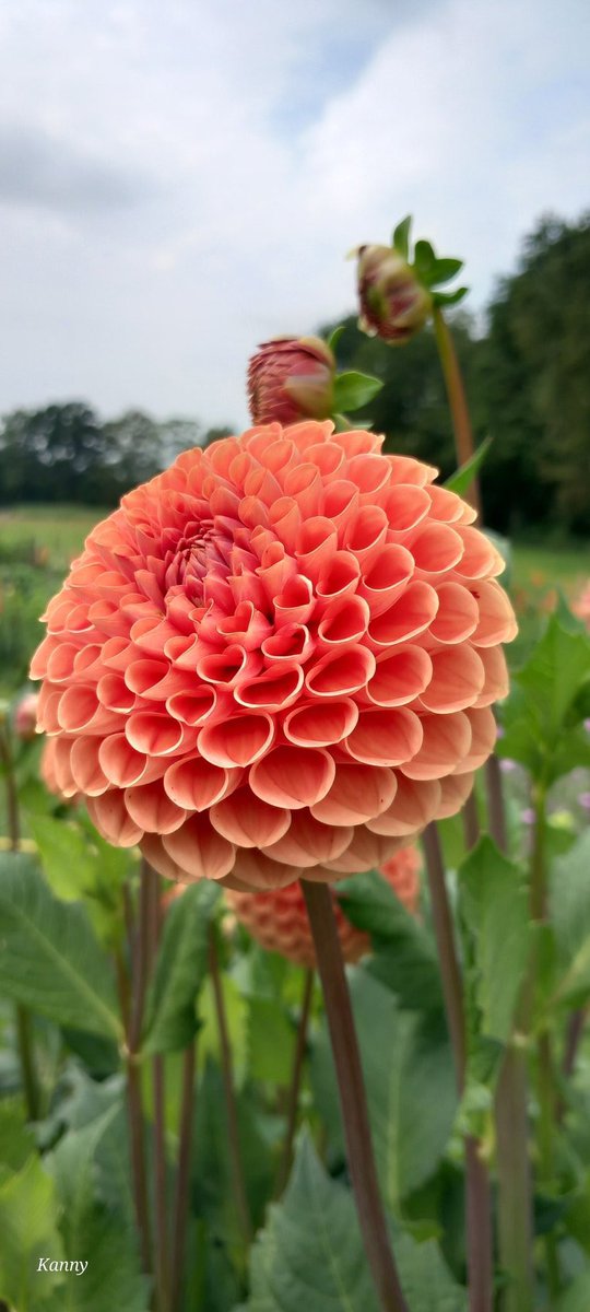 Grace41420067's tweet photo. Good morning 😃 and do have a lovely 🥰 day 👋 @shellie_farmer https://t.co/vS8dSmf0nO