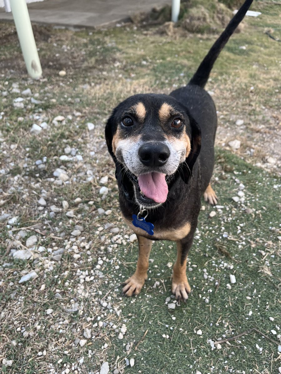 nana1gc's tweet photo. Ojalá pudieran darse la oportunidad de adoptar un perrito viejito🥹
Si alguien en Barranquilla quiere adoptar a este precioso, brindarle sus últimos años llenos de amor, calorcito y muchas alegrías puede escribirme para solicitar el formulario.
Ni se imaginan como lo encontré💔 https://t.co/ImUkd4hNBI