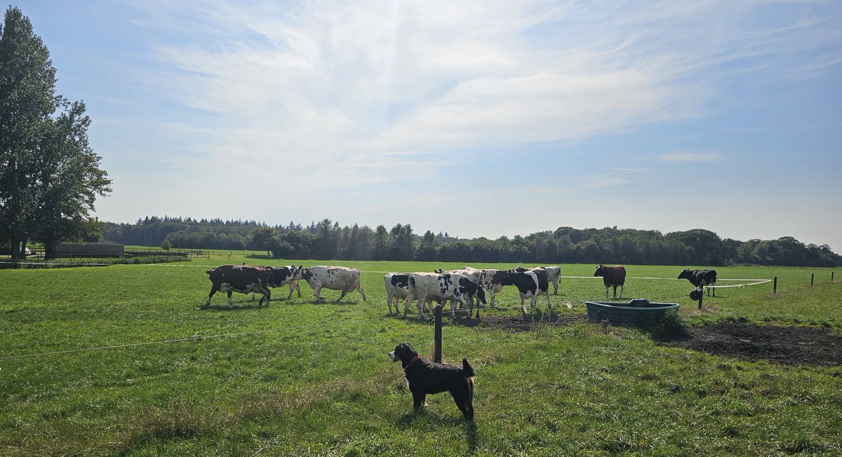 Na gisteren 1 puber in de tuin van de buren en een andere in hun stal, vandaag toch maar weer een poging gewaagd #🤞 #dollepubers